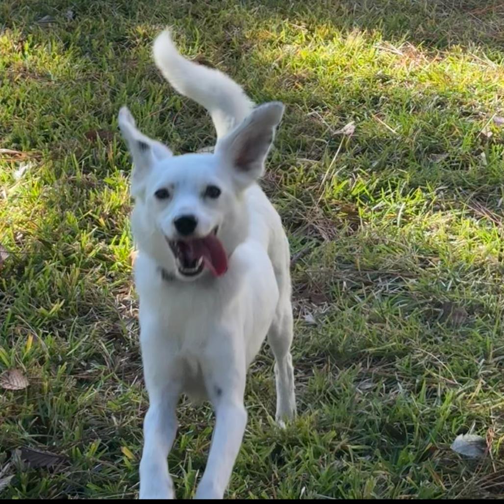 Birdie (fka Omelette)