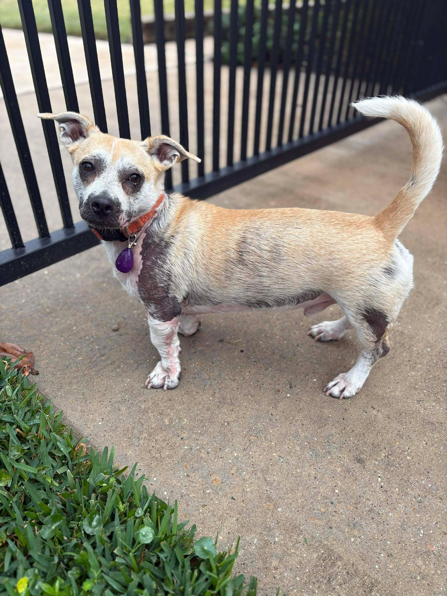 Percy — thumbnail 3