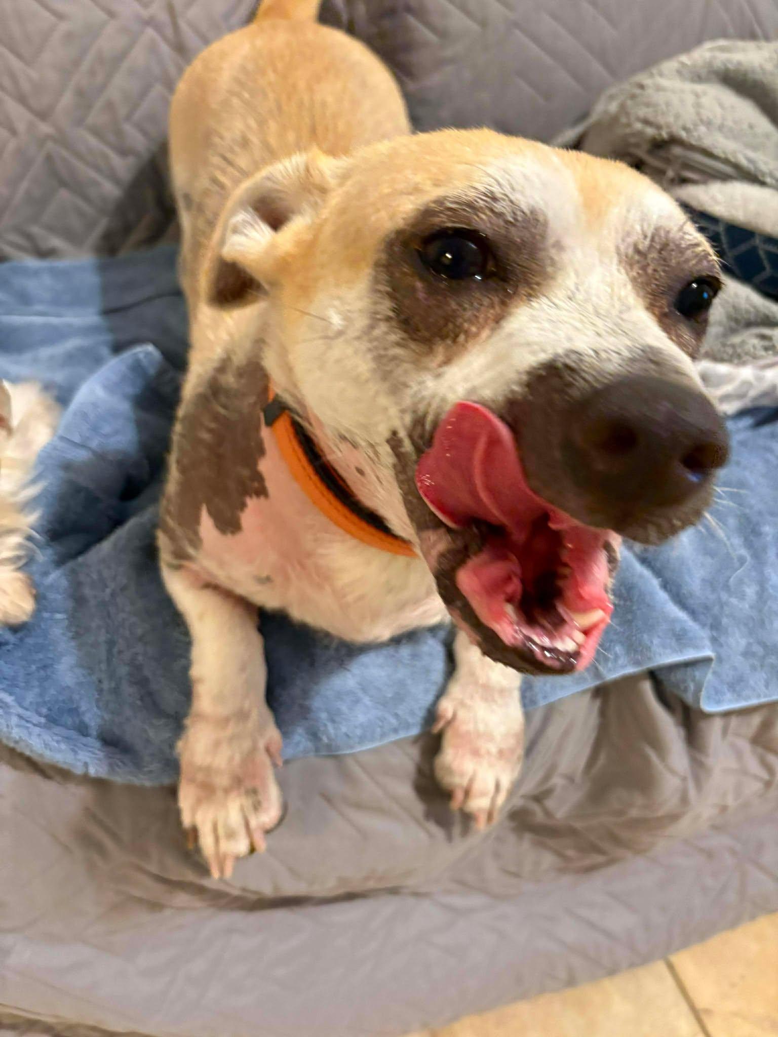 Percy — thumbnail 4