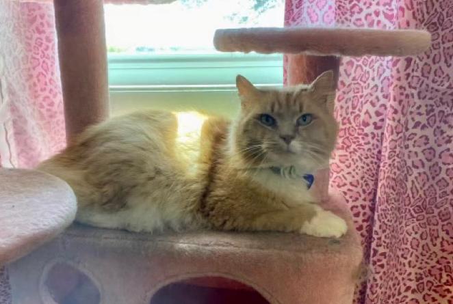 Jack, Adopted, Adult Male Domestic Long Hair.