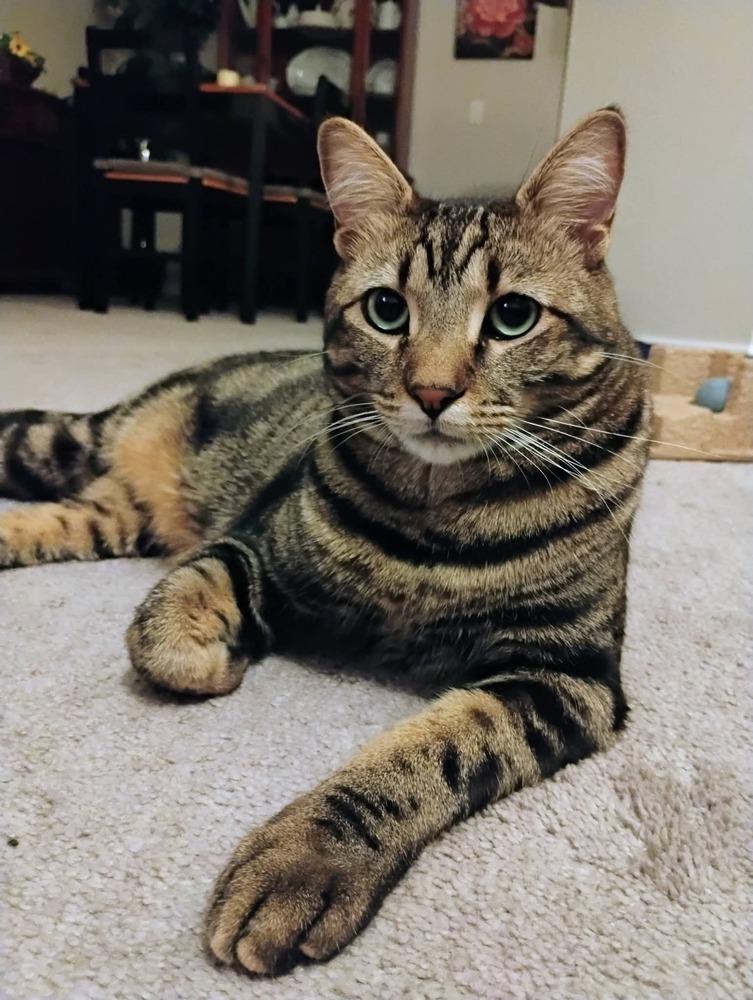 Enlarge Lates, a Adoptable mixed breed in Parker, CO image 2/6