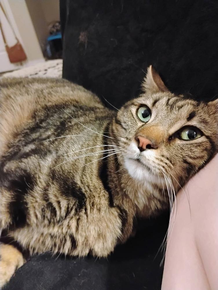Enlarge Lates, a Adoptable mixed breed in Parker, CO image 5/5