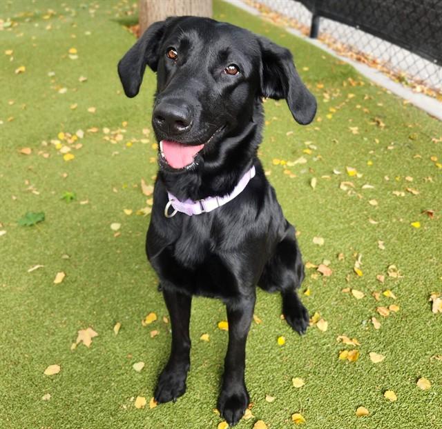 DINE N' DASH, Adoptable, Adult Female Labrador Retriever & Mixed Breed.