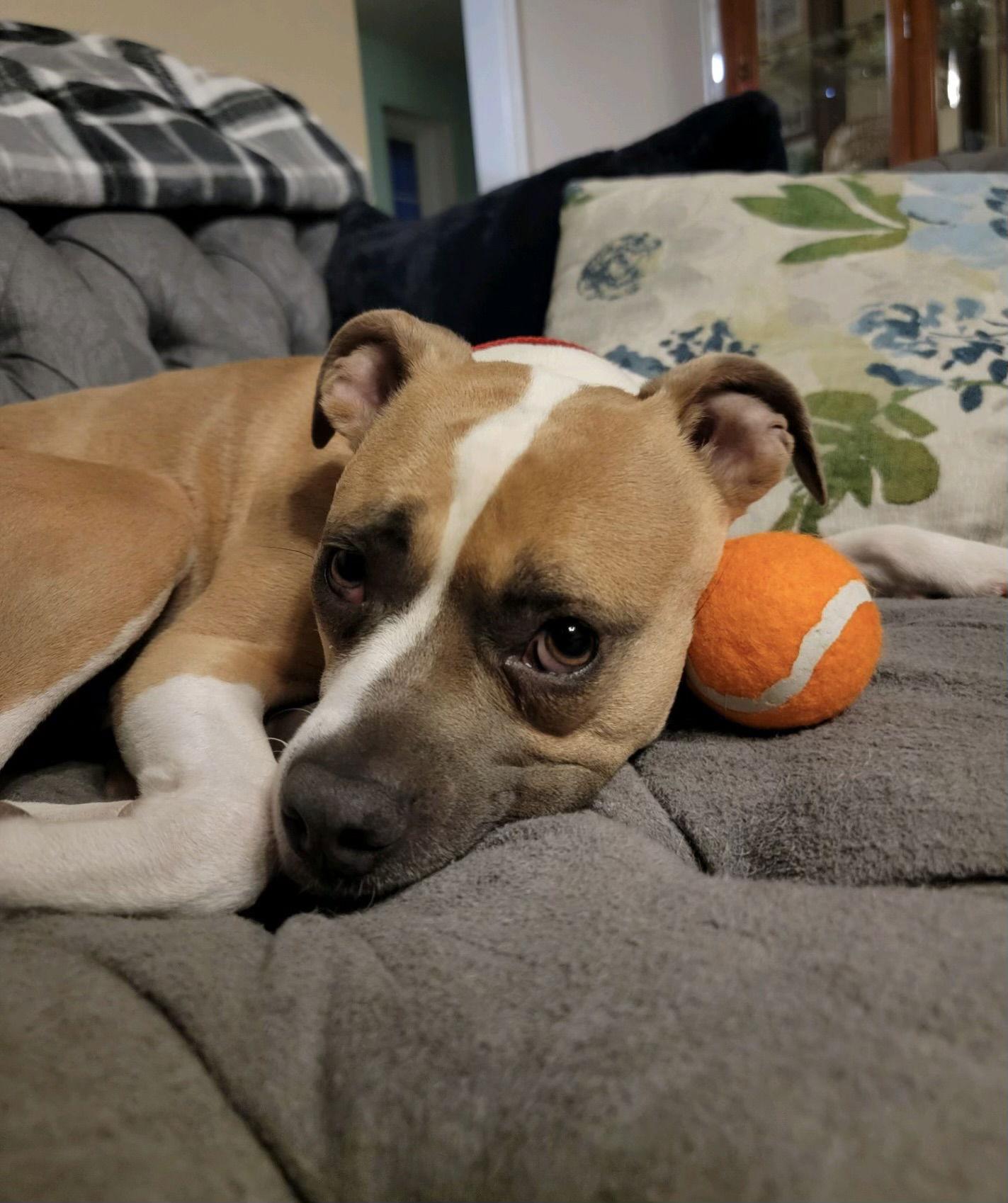 Pu Litter Eevee (Mom), a Adoptable Boxer in Livonia, MI image 1/3