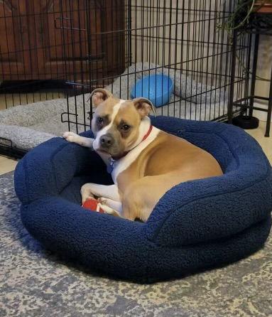 Pu Litter Eevee (Mom), a Adoptable Boxer in Livonia, MI image 2/3