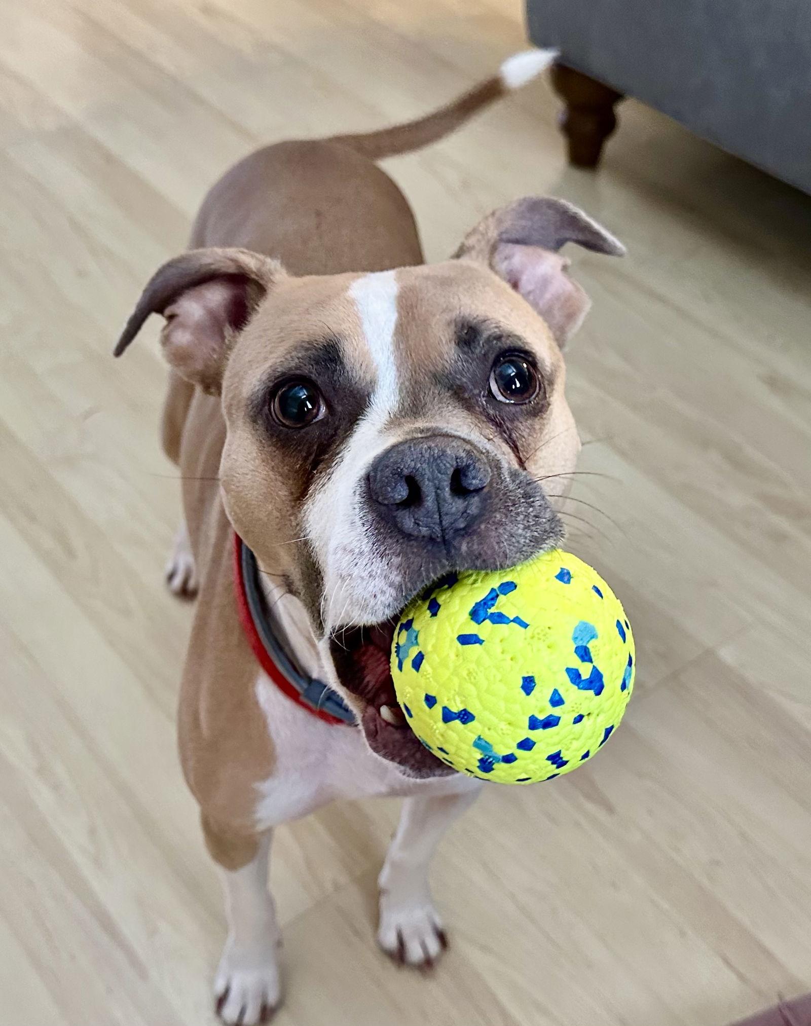 Pu Litter Eevee (Mom), a Adoptable Boxer in Livonia, MI image 3/3