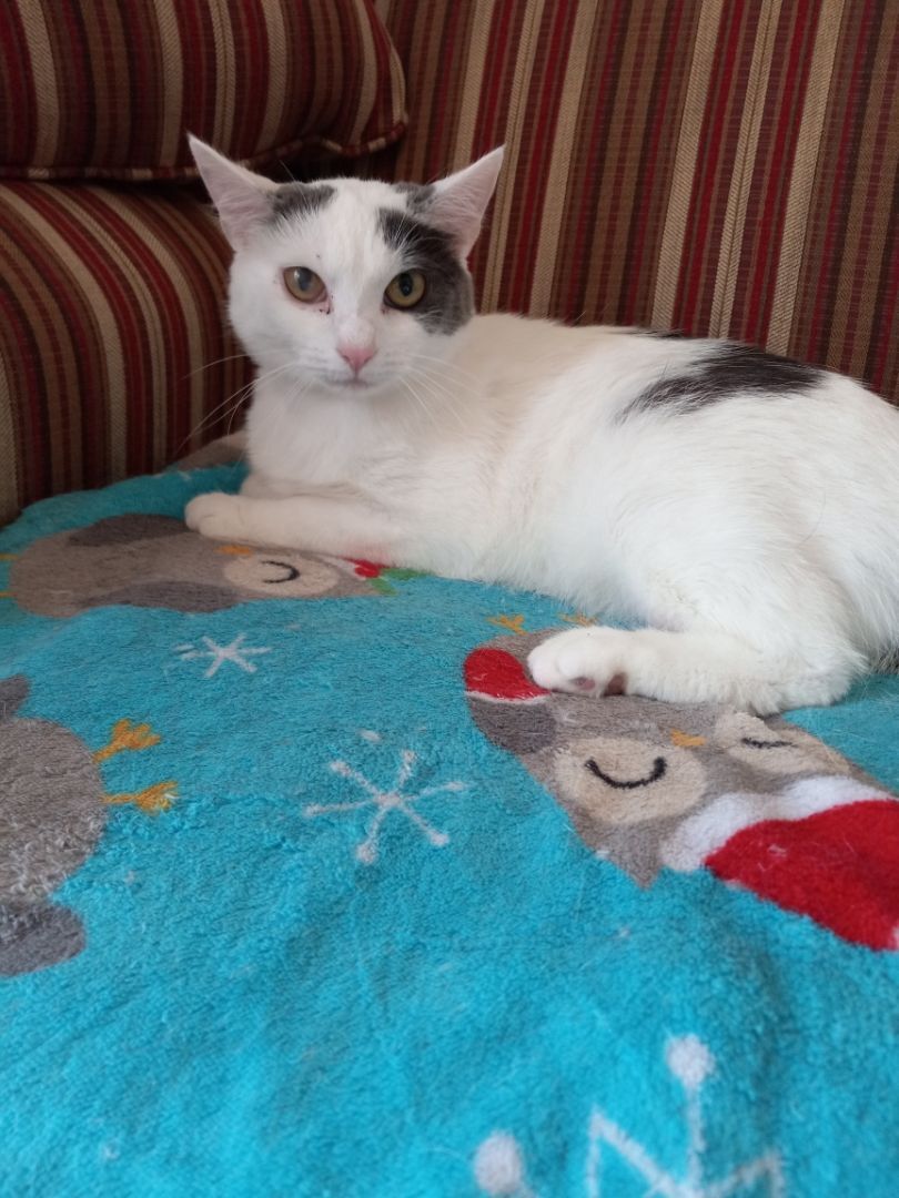 Quinn, a Adoptable Domestic Short Hair in Grand Island, NY image 2/10