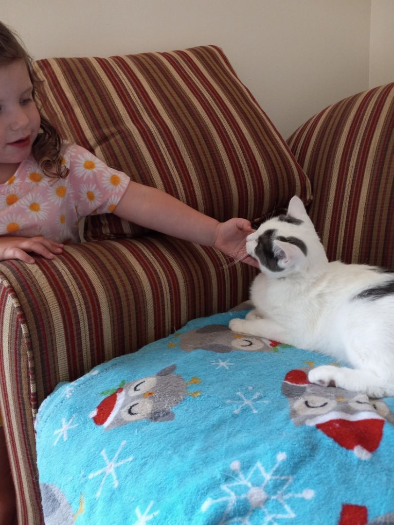 Quinn, a Adoptable Domestic Short Hair in Grand Island, NY image 3/10