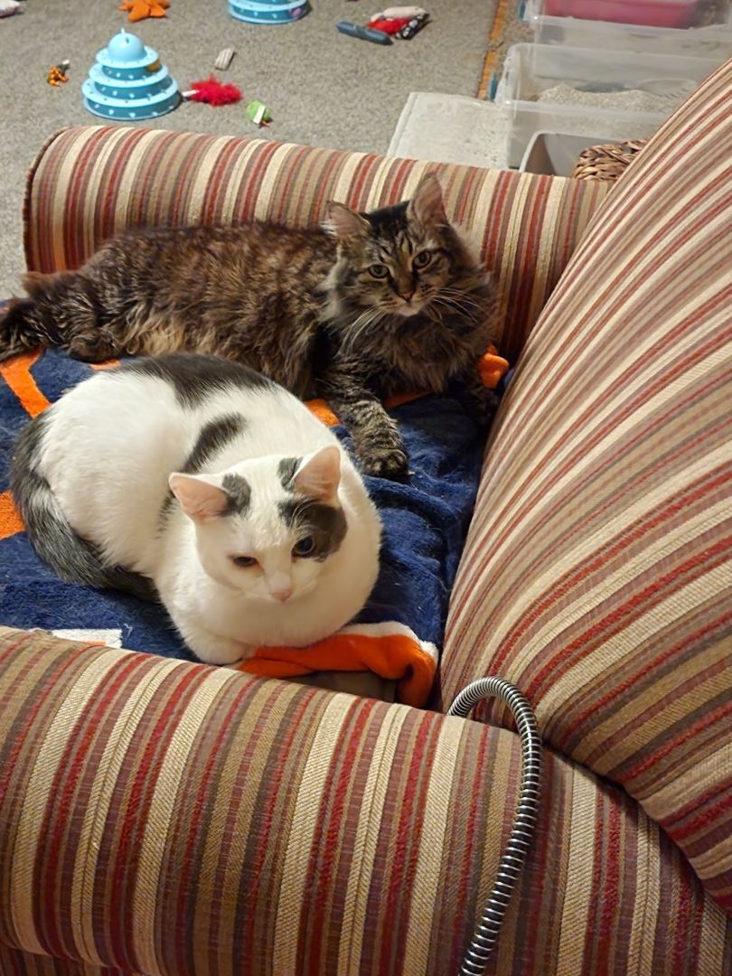 Quinn, a Adoptable Domestic Short Hair in Grand Island, NY image 5/10