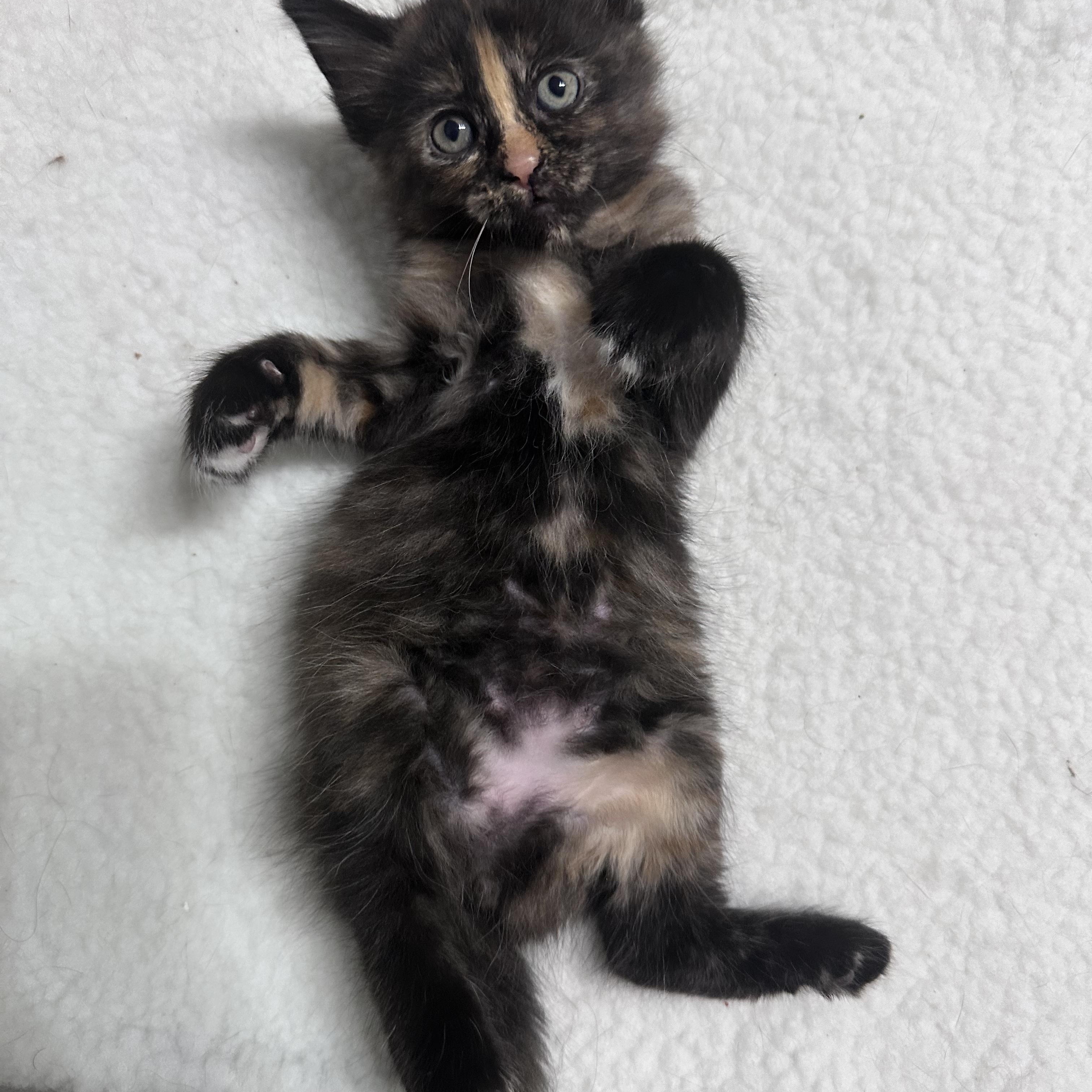 Tilly, Baby Female unknown