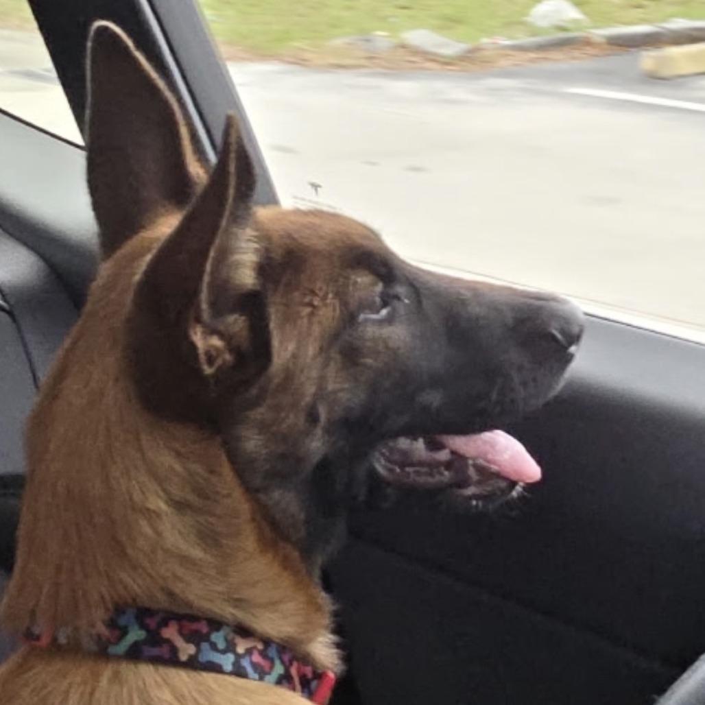 RGFL-Stray-738 Carolina Reaper, Adoptable, Young Female Belgian Shepherd / Malinois.