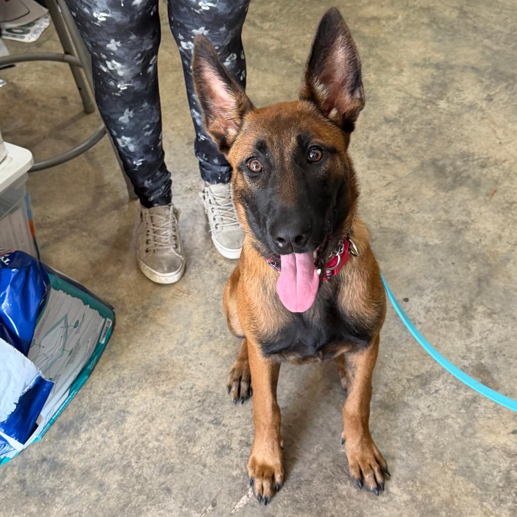 Enlarge RGFL-Stray-738 Carolina Reaper, a Adoptable Belgian Shepherd / Malinois in North Port, FL image 2/3