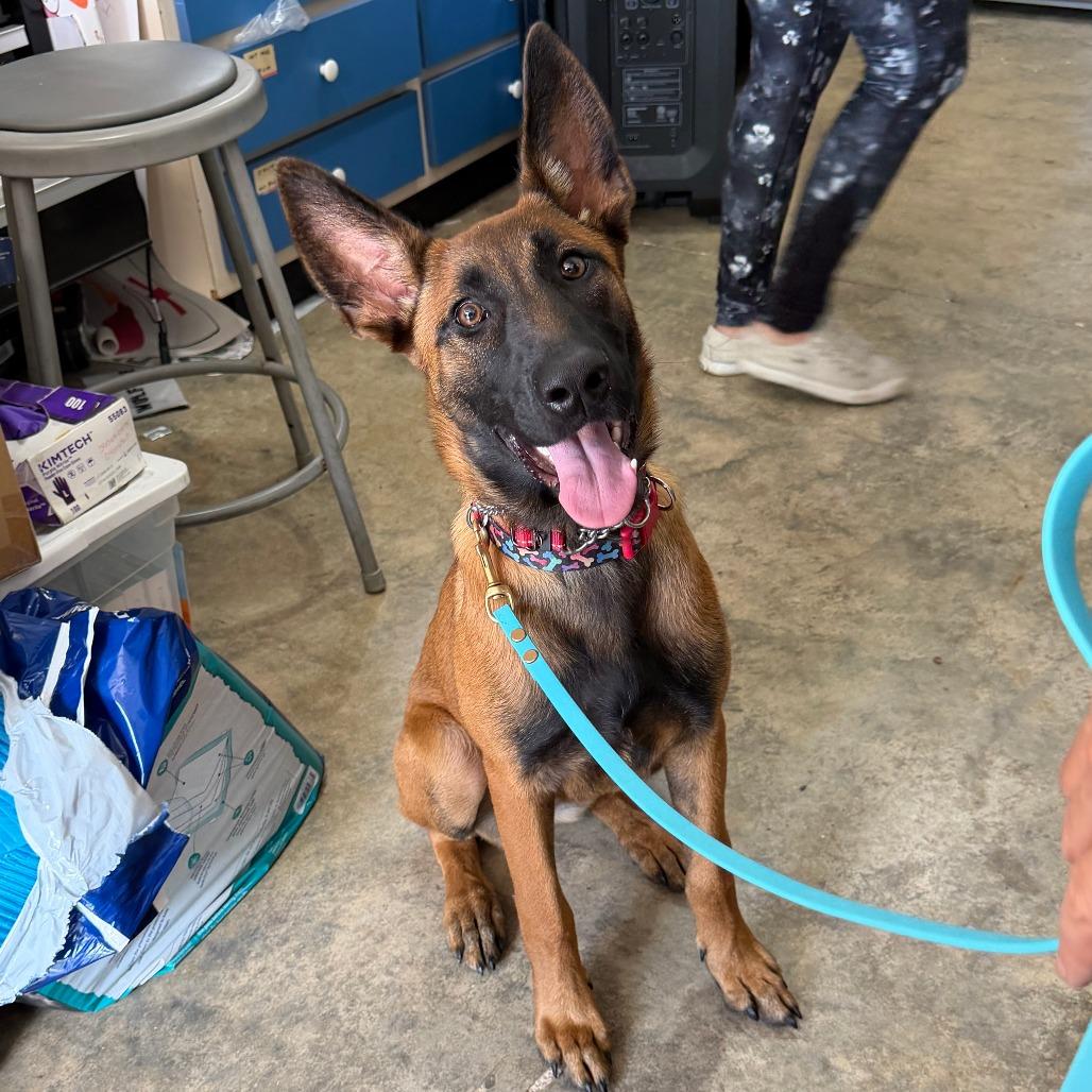 Enlarge RGFL-Stray-738 Carolina Reaper, a Adoptable Belgian Shepherd / Malinois in North Port, FL image 3/3