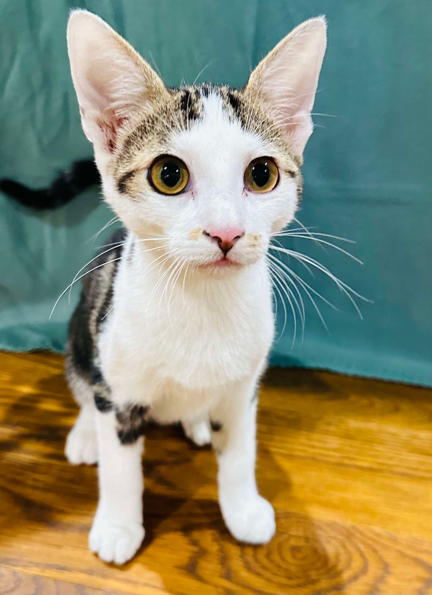 Gizmo, Adopted, Young Male Tabby & Domestic Short Hair.