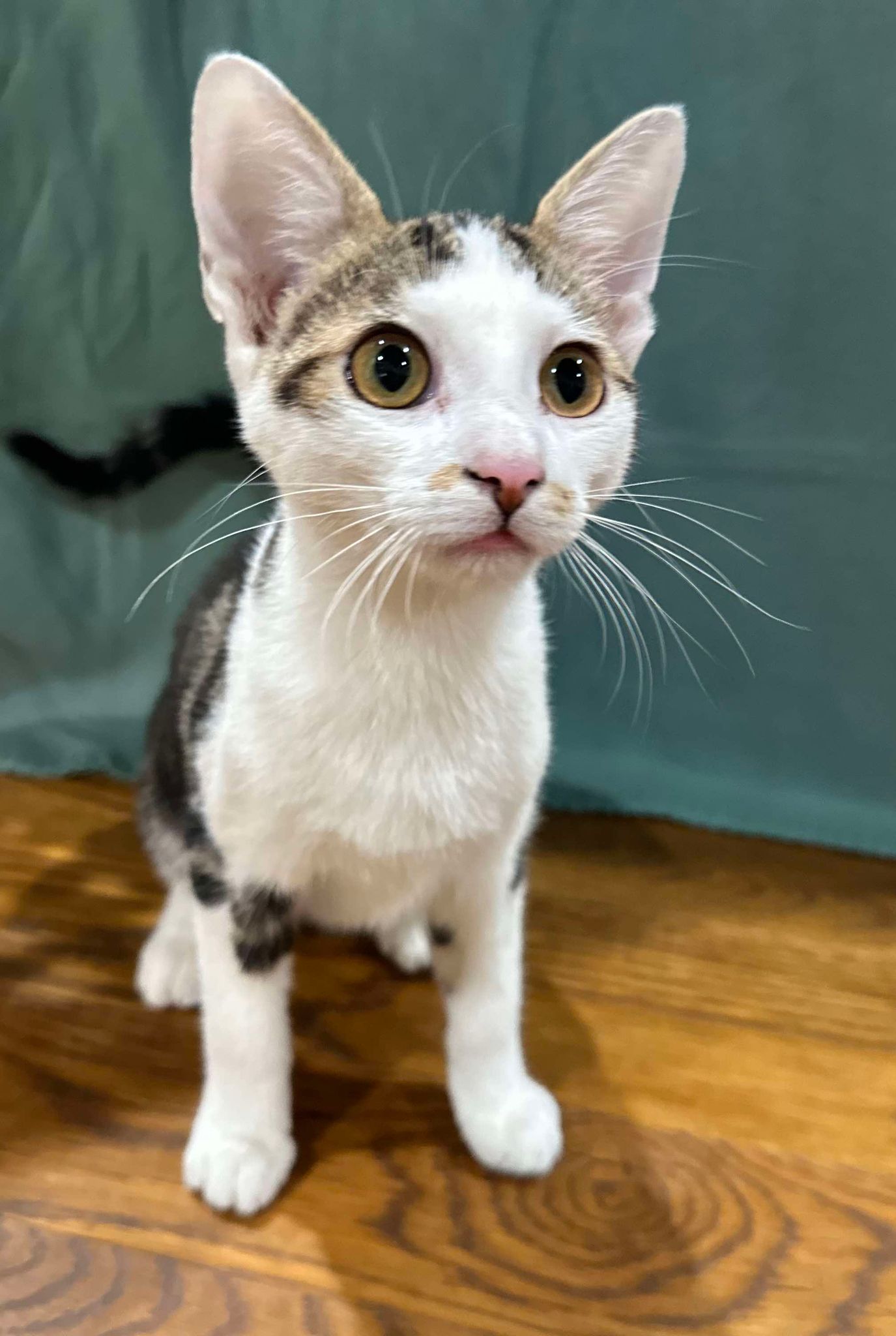 Enlarge Gizmo, a Adopted mixed breed in Branson, MO image 2/4