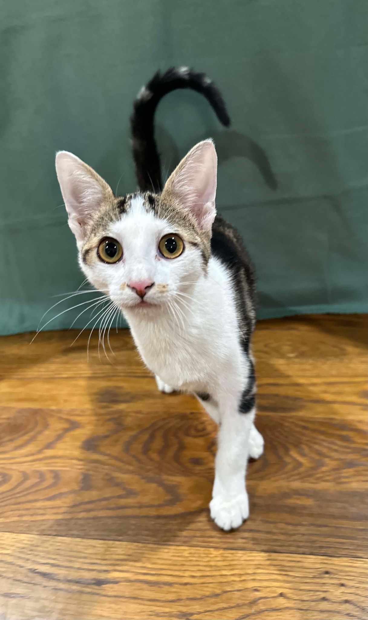 Enlarge Gizmo, a Adopted mixed breed in Branson, MO image 3/4