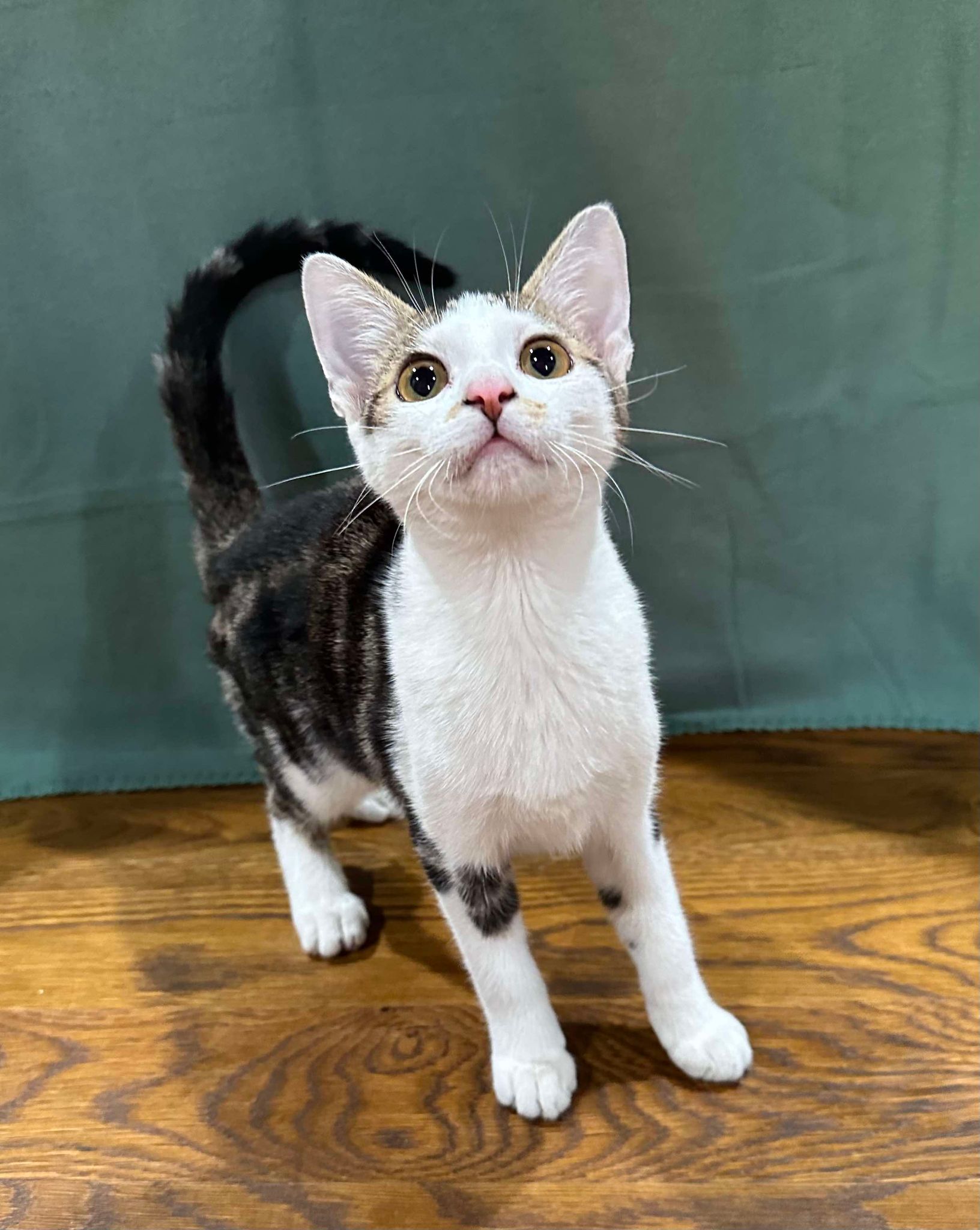 Enlarge Gizmo, a Adopted mixed breed in Branson, MO image 4/4