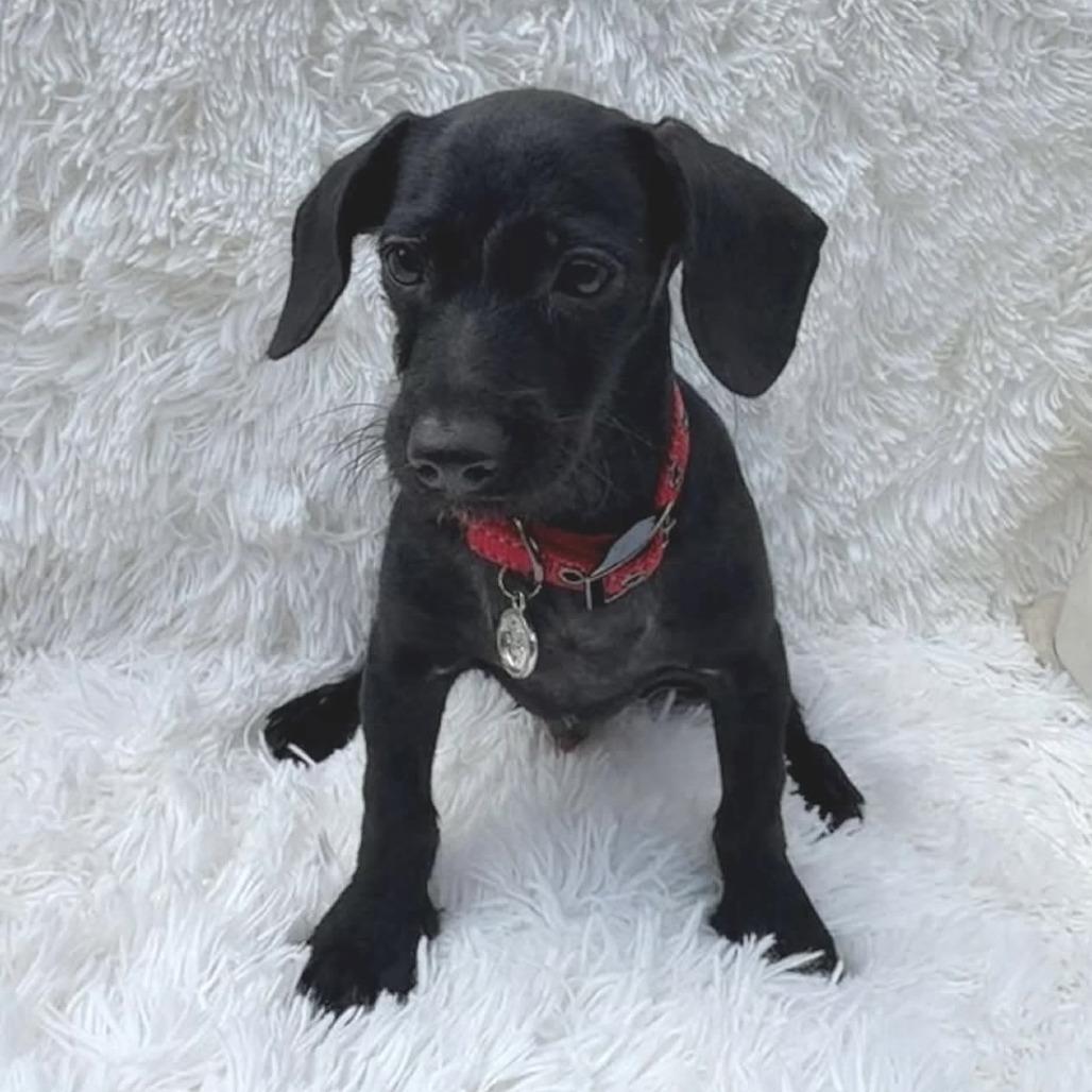 Enlarge Timon D12640, a Adoptable mixed breed in Princeton, MN image 2/5