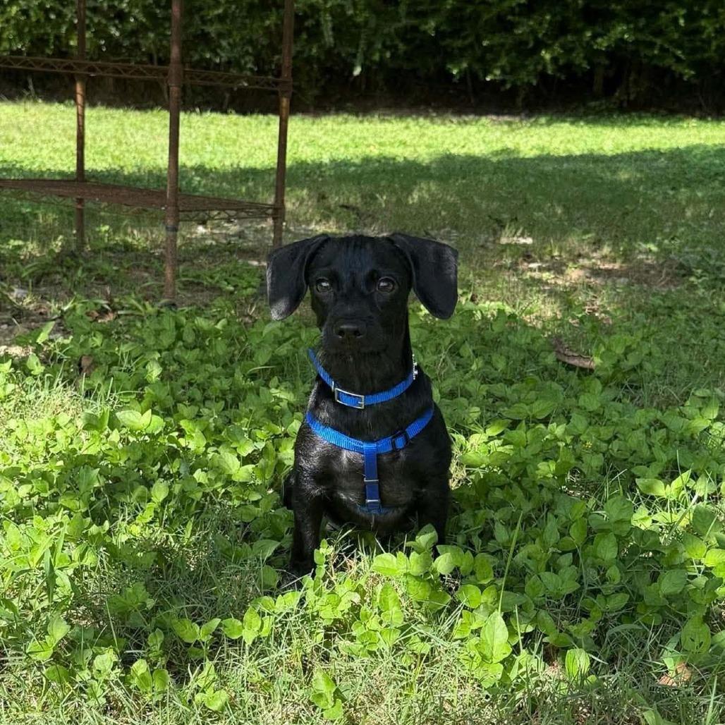 Enlarge Timon D12640, a Adoptable mixed breed in Princeton, MN image 3/5