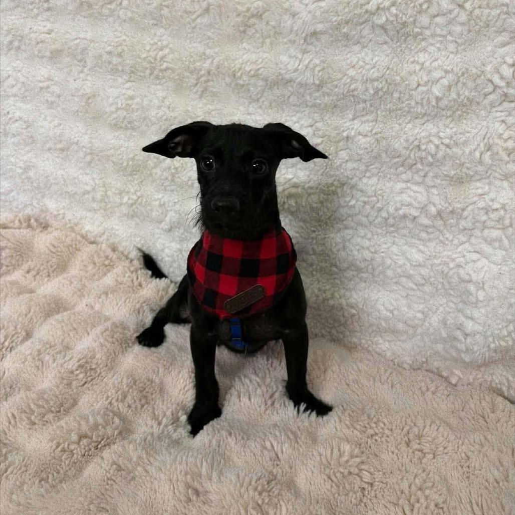 Enlarge Timon D12640, a Adoptable mixed breed in Princeton, MN image 5/5