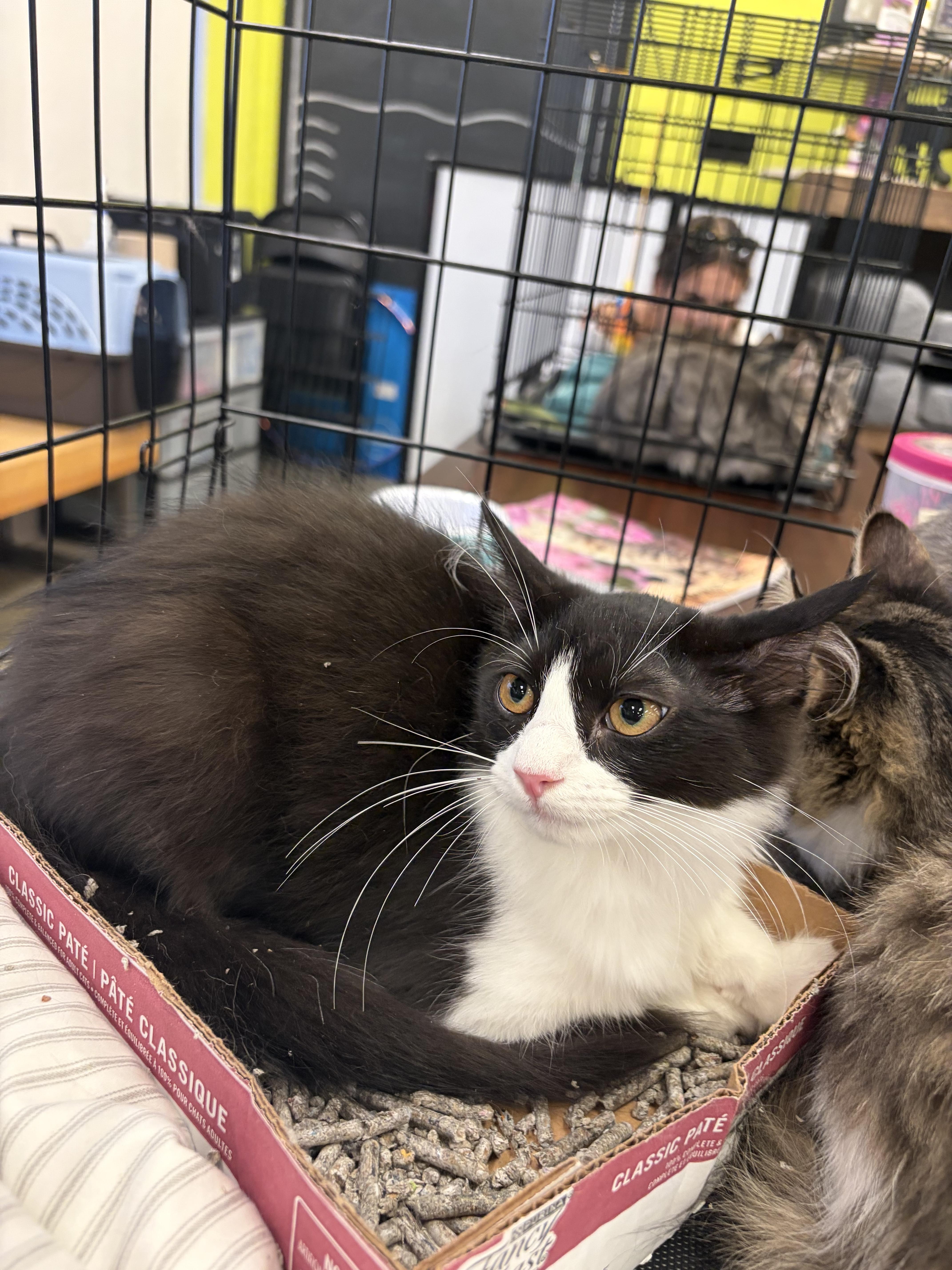 Enlarge Garnet, a Adoptable mixed breed in North Haledon, NJ image 1/6