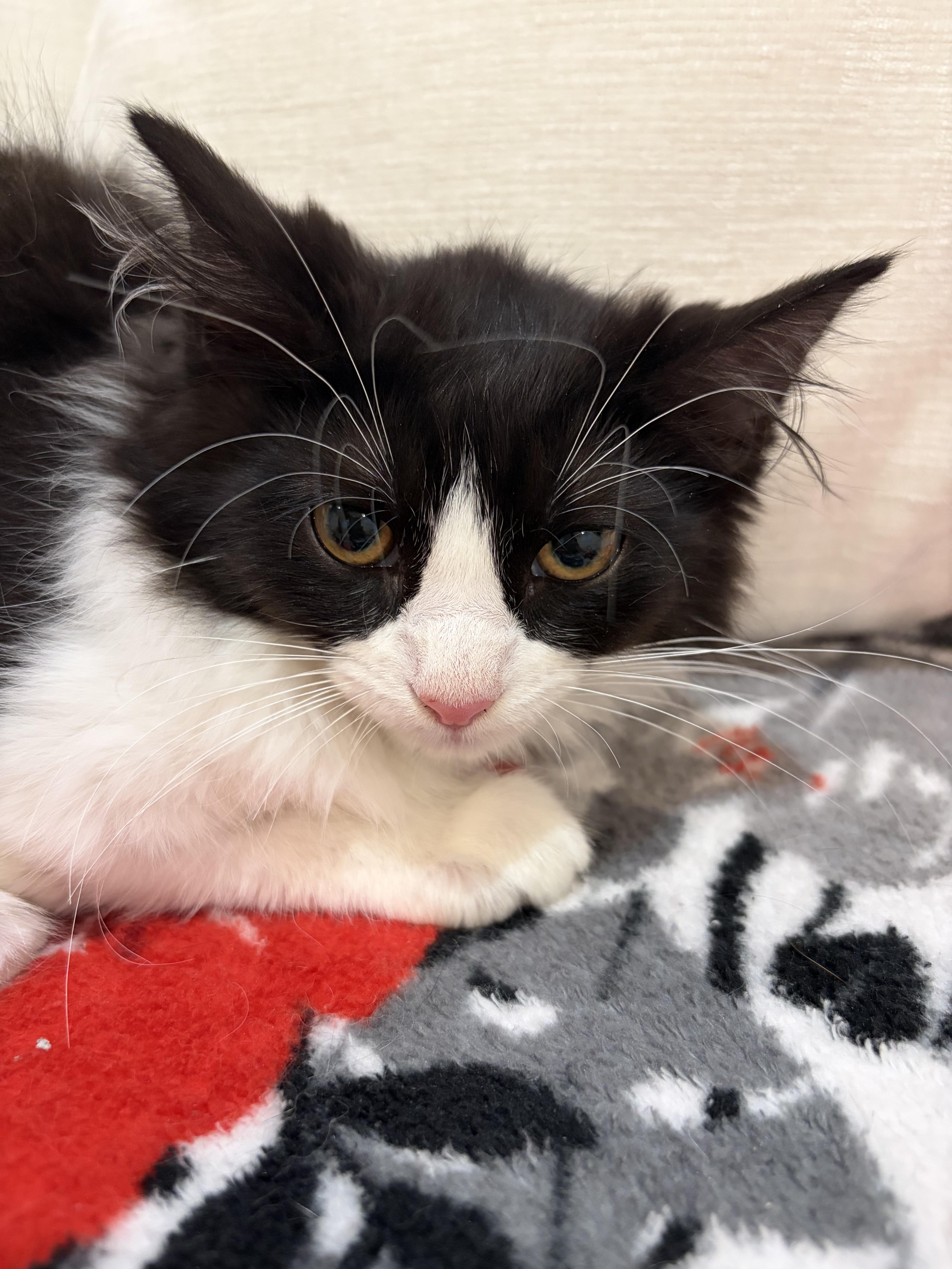 Enlarge Garnet, a Adoptable mixed breed in North Haledon, NJ image 2/6