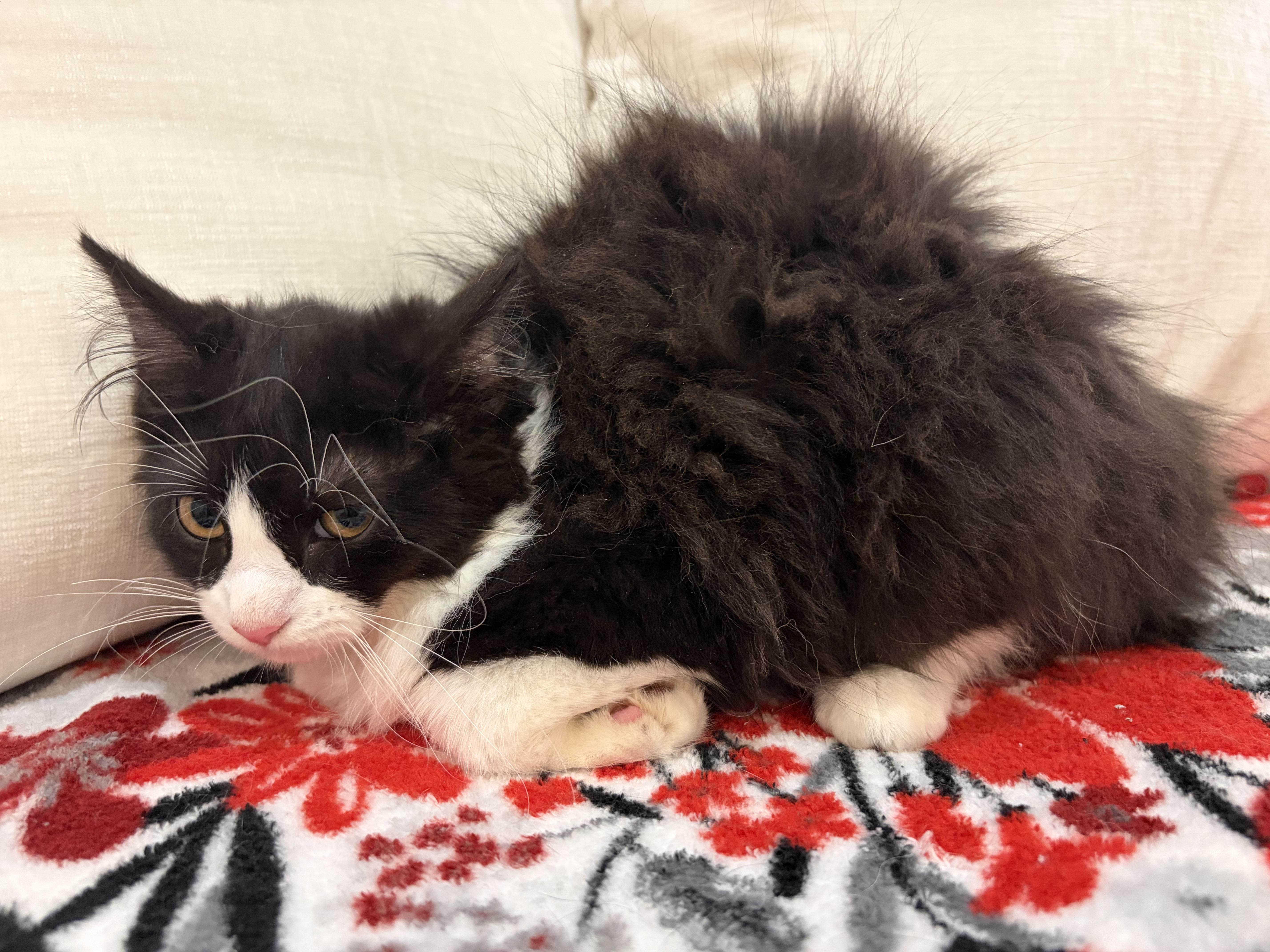 Enlarge Garnet, a Adoptable mixed breed in North Haledon, NJ image 3/6