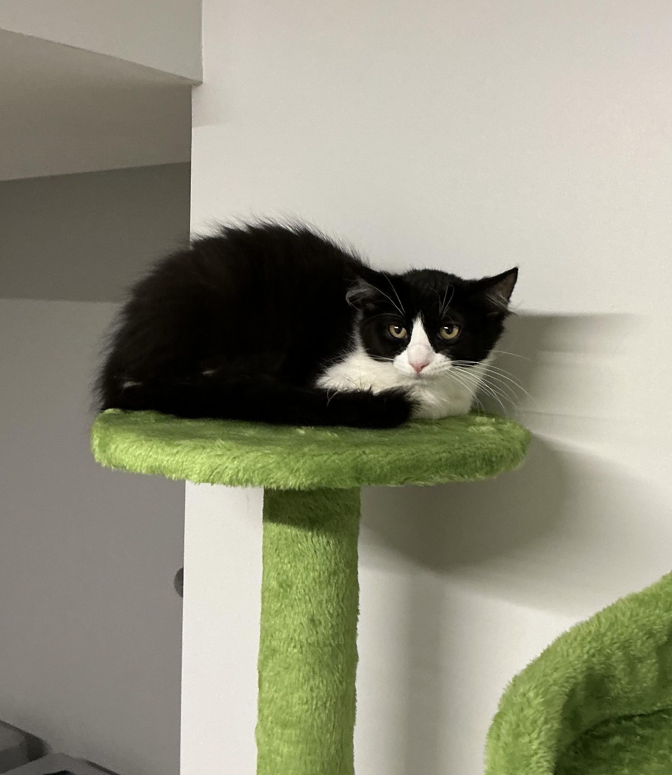 Enlarge Garnet, a Adoptable mixed breed in North Haledon, NJ image 4/6