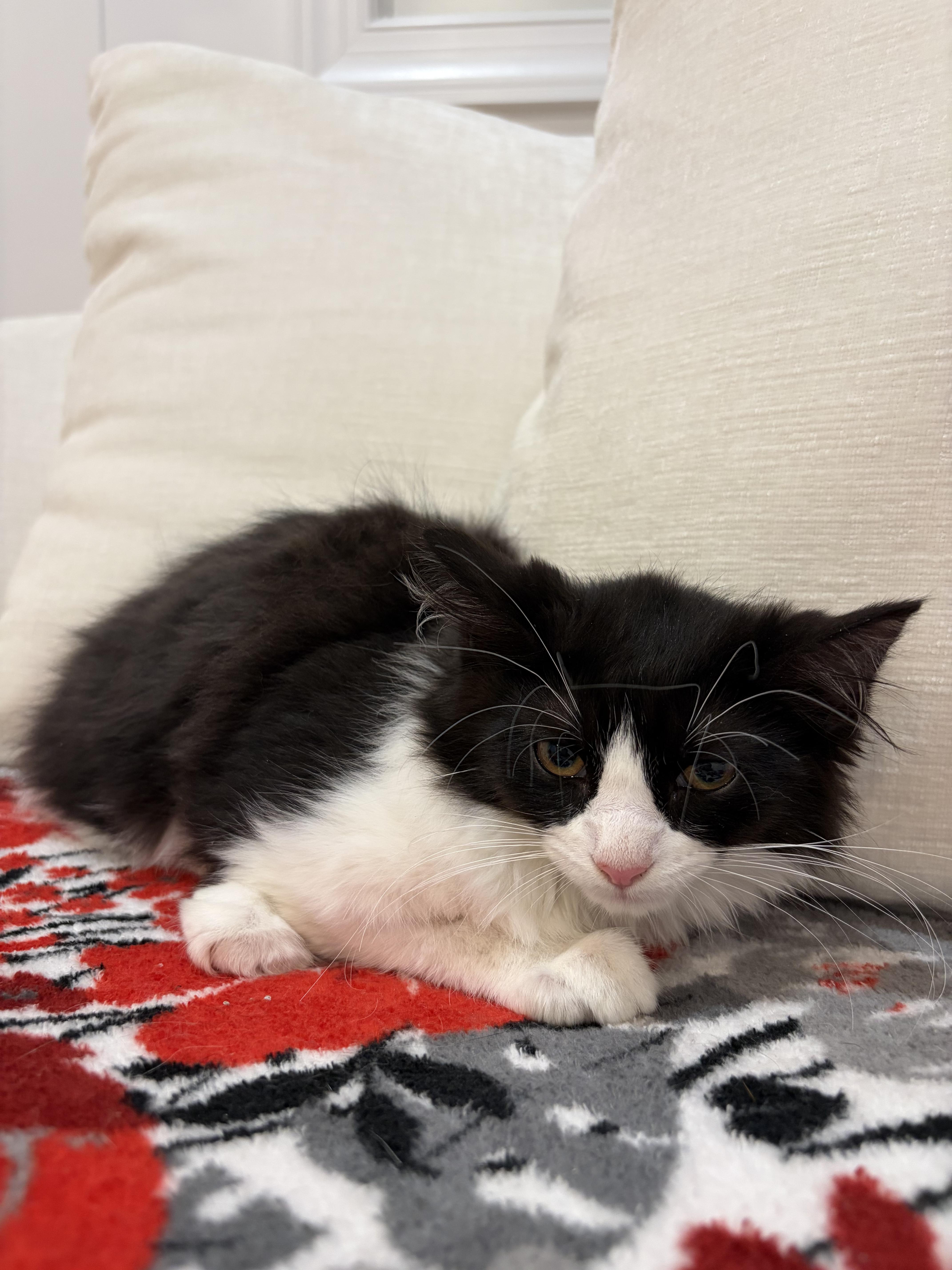 Enlarge Garnet, a Adoptable mixed breed in North Haledon, NJ image 5/6