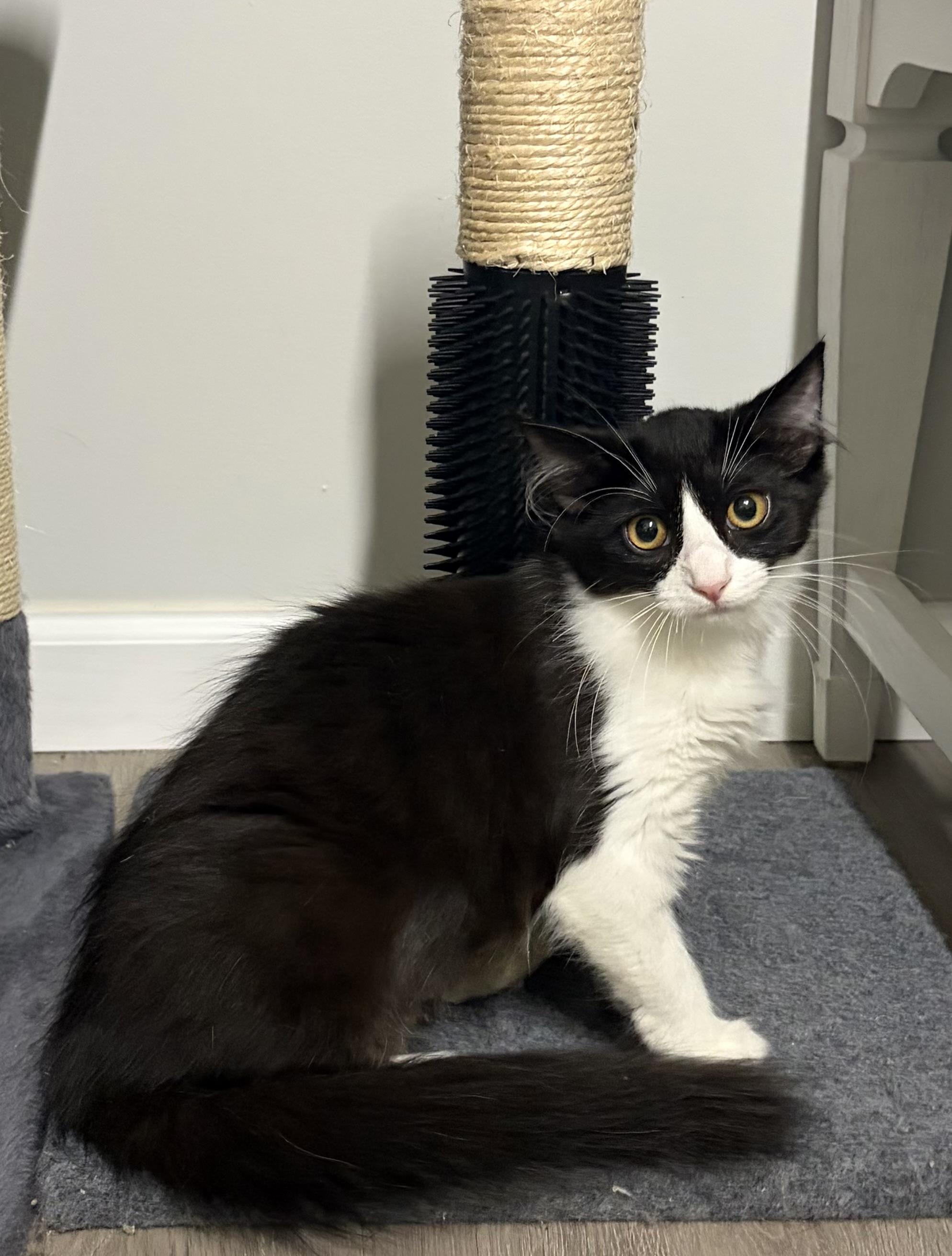 Enlarge Garnet, a Adoptable mixed breed in North Haledon, NJ image 6/6