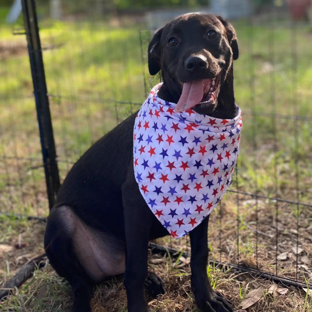 Enlarge Ronan, a Adoptable mixed breed in San Antonio, TX image 1/2