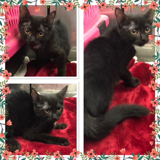 BUBBLES, ADOPTABLE, Kitten Female Domestic Short Hair.