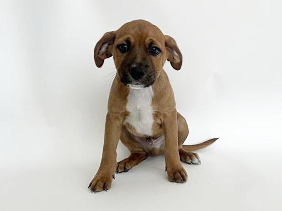 Enlarge MOON, a Adoptable mixed breed in Saint Louis, MO image 1/1