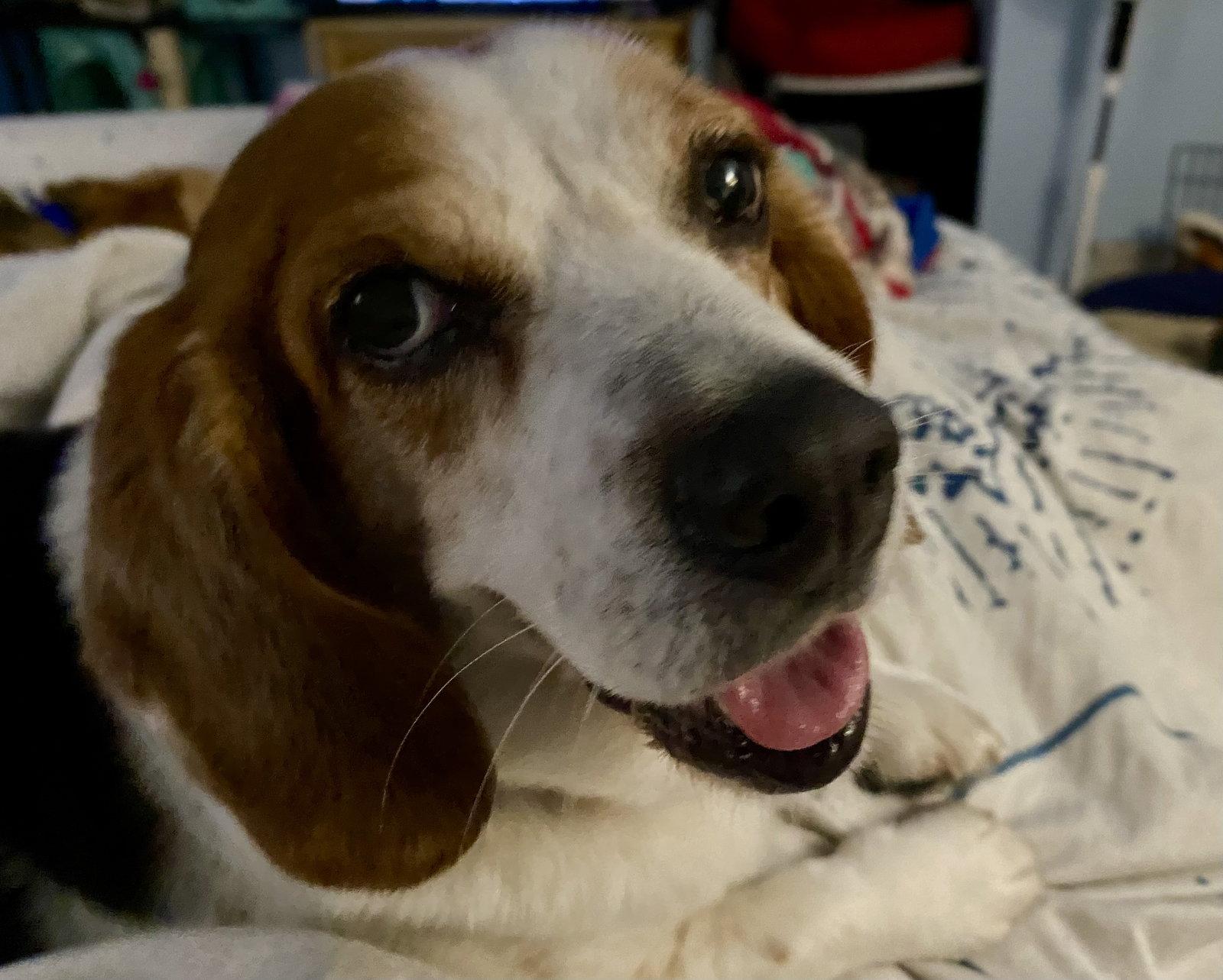 Charlie Brown 2025, Adopted, Adult Male Beagle.