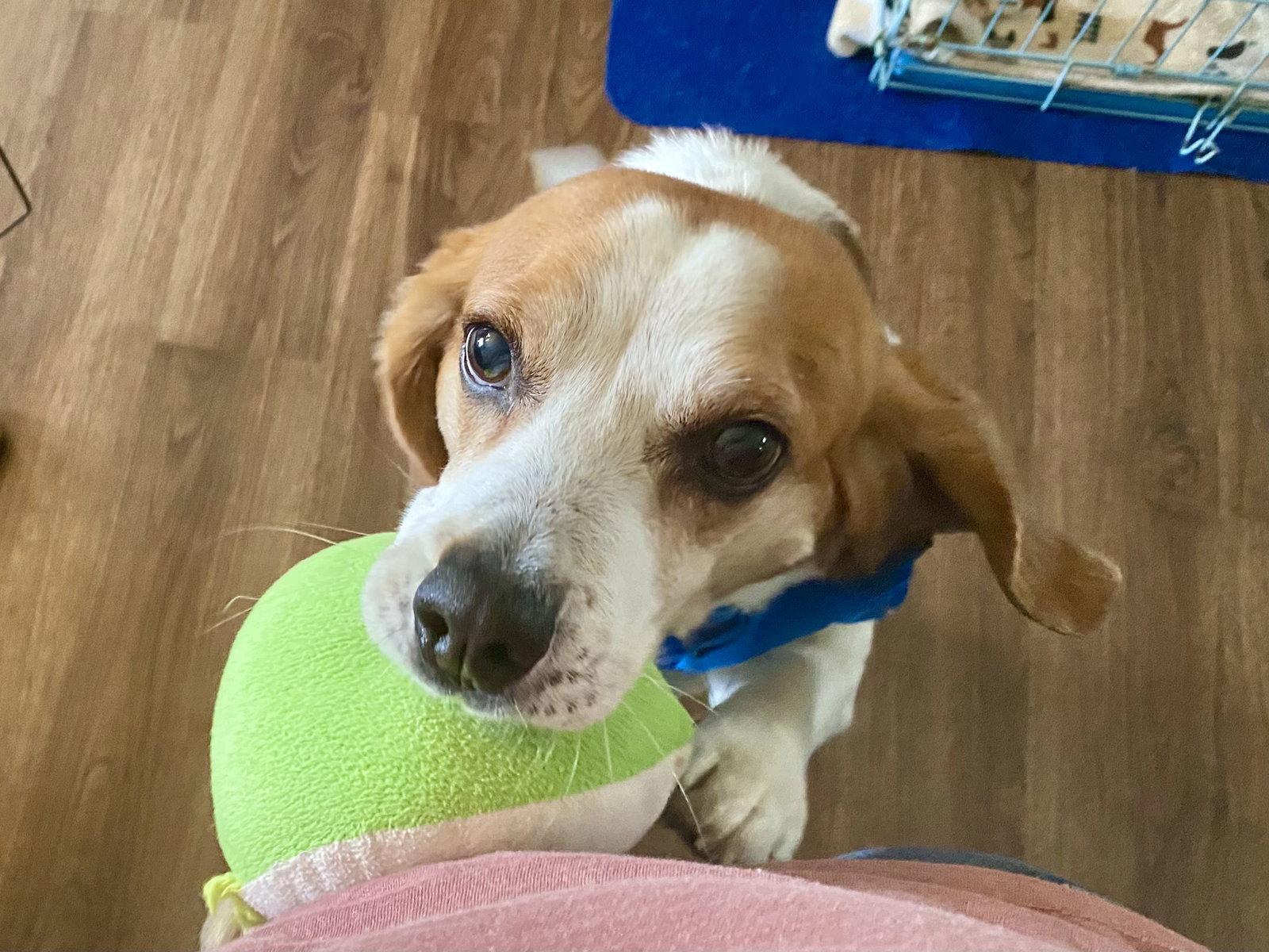 Enlarge Charlie Brown 2025, a Adopted Beagle in Chesapeake, VA image 2/3