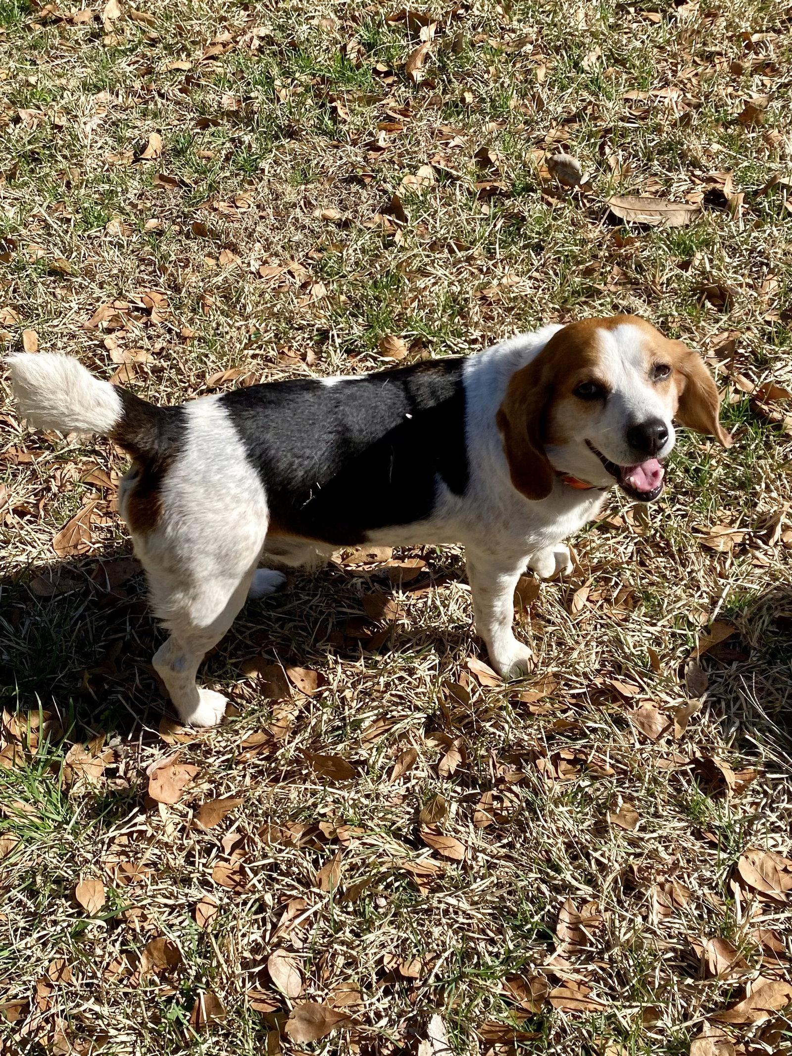 Enlarge Charlie Brown 2025, a Adopted Beagle in Chesapeake, VA image 3/3