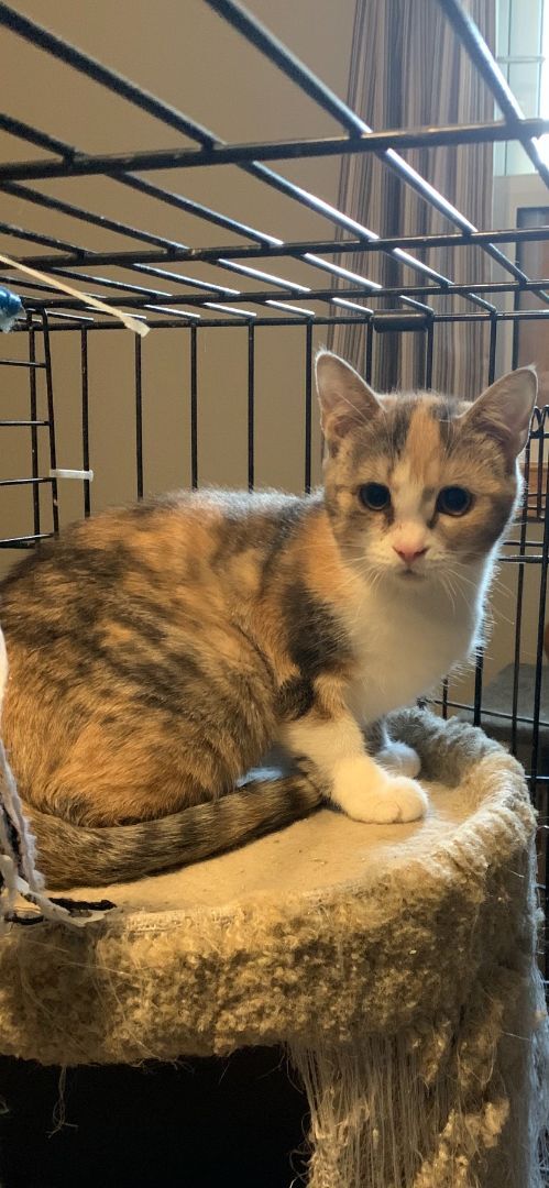 Reece from Wolfe Street, Goderich, a Adoptable mixed breed in Lucknow, ON image 1/6