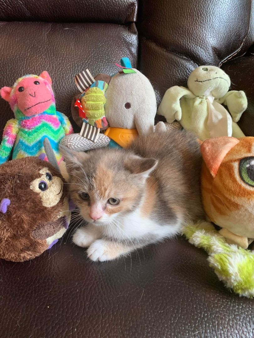 Reece from Wolfe Street, Goderich, a Adoptable mixed breed in Lucknow, ON image 2/6