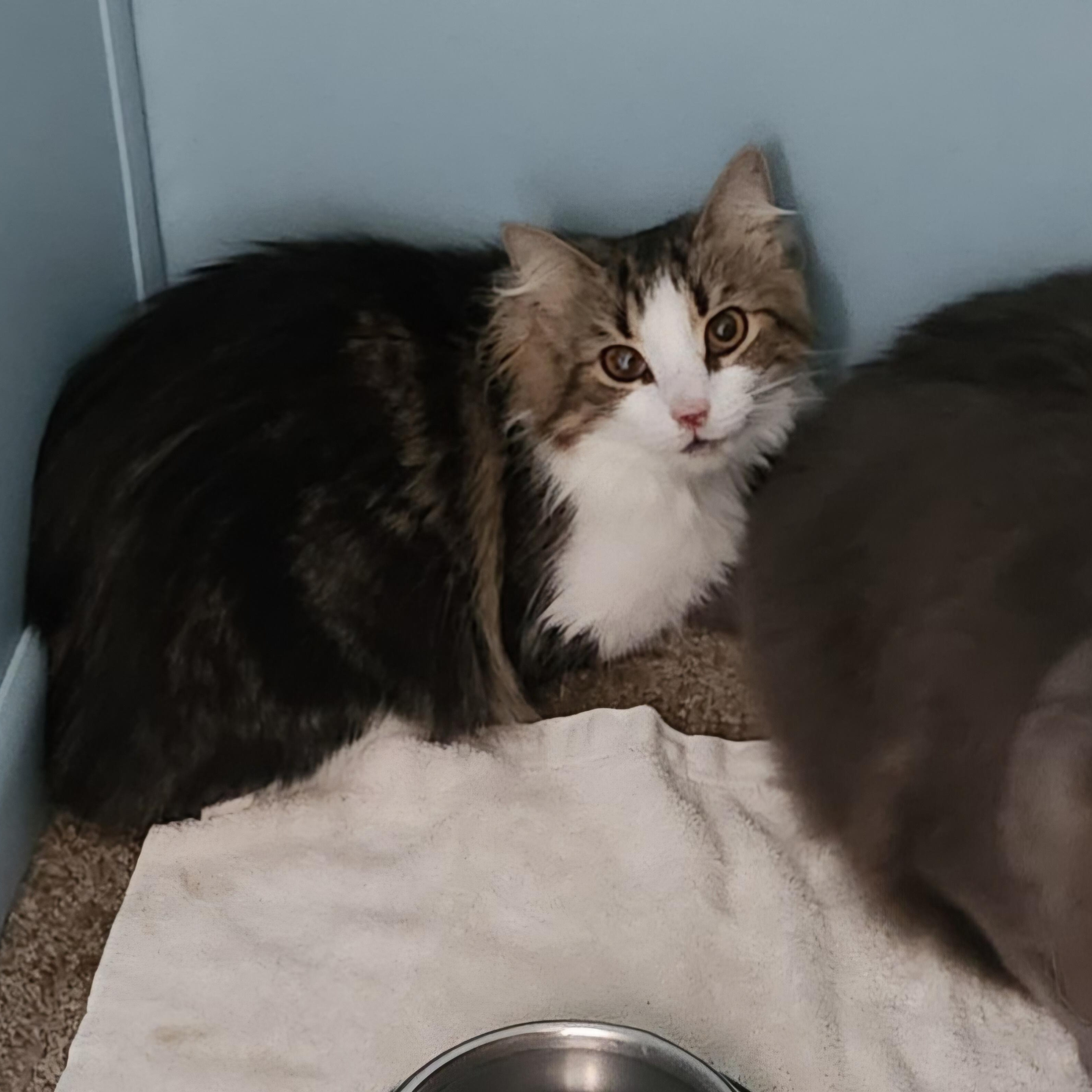 Enlarge One Eye, a Adoptable Domestic Medium Hair in Kenhorst, PA image 1/2