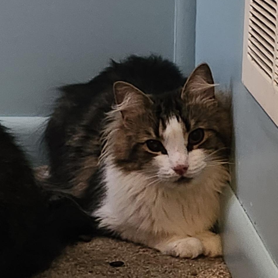 Enlarge One Eye, a Adoptable Domestic Medium Hair in Kenhorst, PA image 2/2
