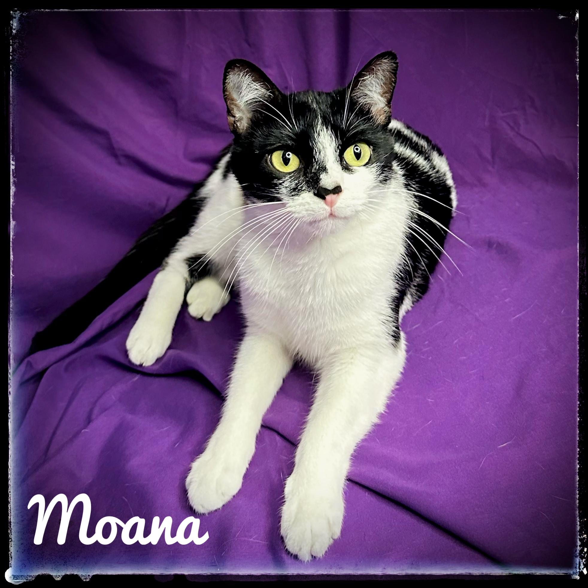 Enlarge Moana, a Adoptable Domestic Short Hair in El Cajon, CA image 1/2