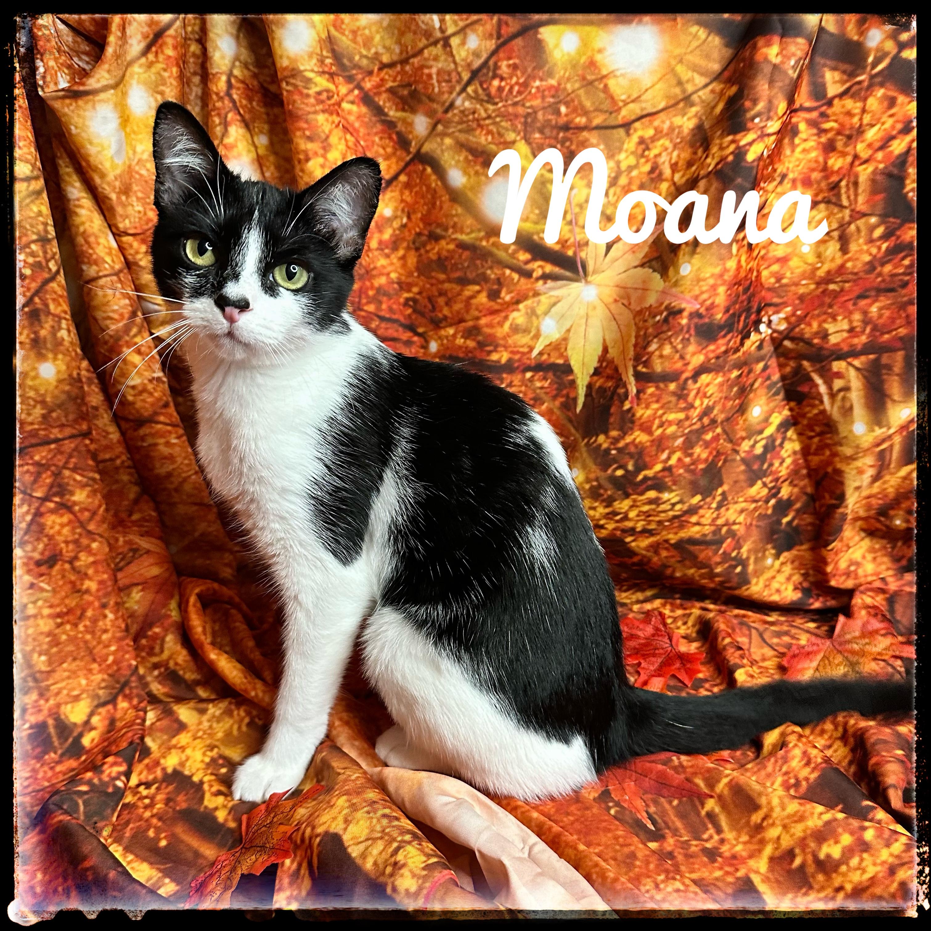 Enlarge Moana, a Adoptable Domestic Short Hair in El Cajon, CA image 1/1
