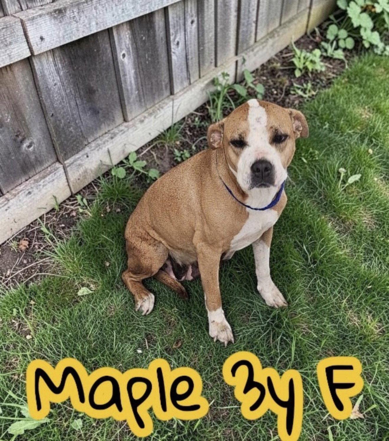 Maple, Adoptable, Adult Female Labrador Retriever.