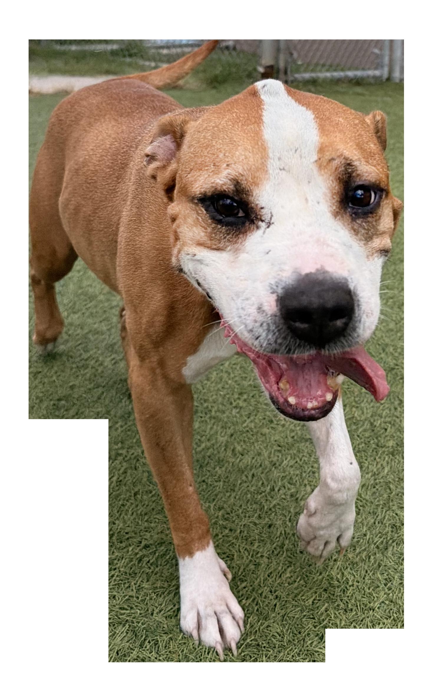 Enlarge Maple, a Adoptable Labrador Retriever in The Woodlands, TX image 2/3