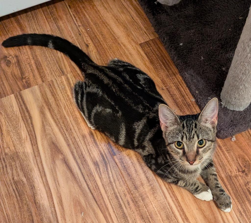 Enlarge May aka Breeze, a Adoptable Domestic Short Hair in Gorham, ME image 1/2