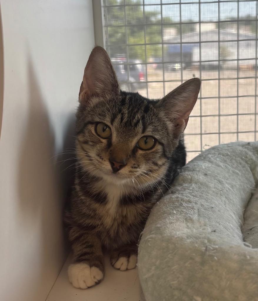 Enlarge May aka Breeze, a Adoptable Domestic Short Hair in Gorham, ME image 2/2
