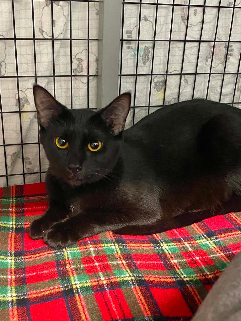Enlarge Cinder, a Adoptable mixed breed in Grants Pass, OR image 1/1