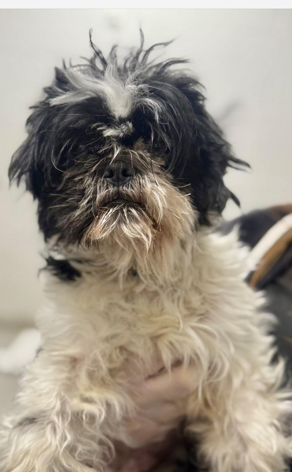 Cappy, ADOPTABLE, Young Male Shih Tzu.