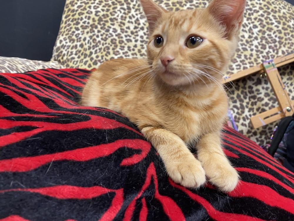 Jansport, Adoptable, Kitten Male Domestic Short Hair.