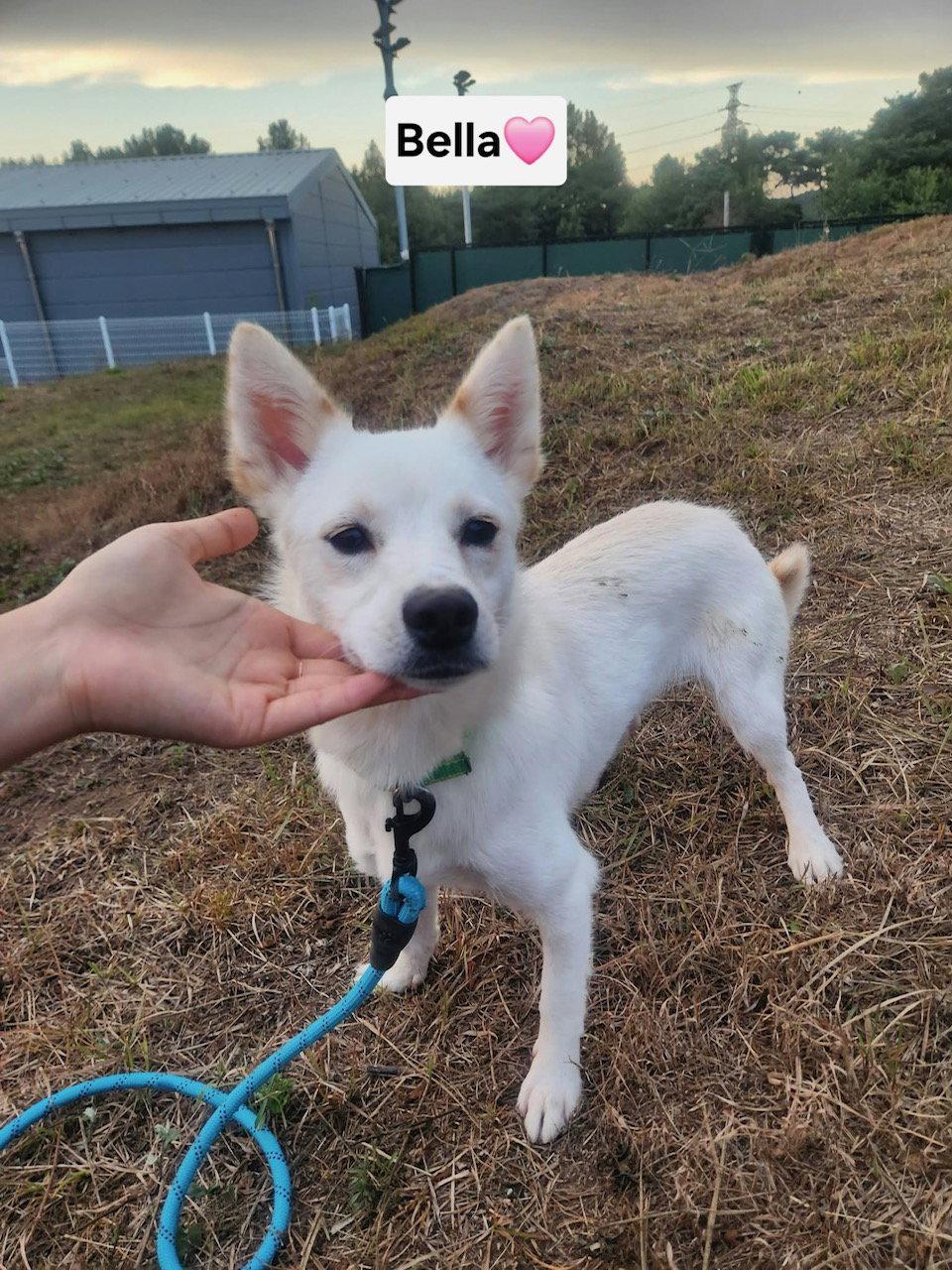 BELLA, Adoptable, Puppy Female Jindo & Corgi.
